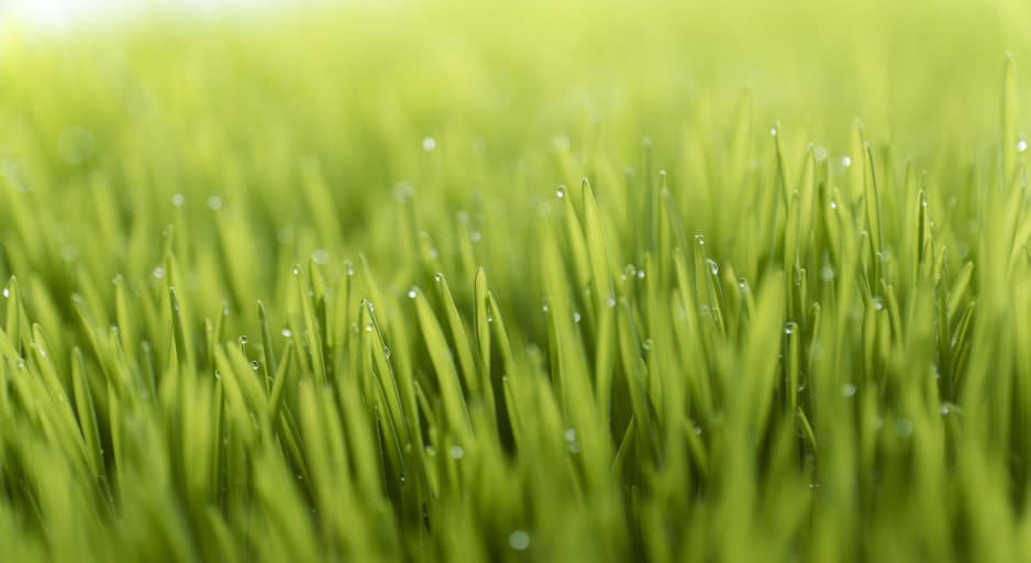 Weizengras für Saft und Smoothies - Nährstoffe und Zubereitung