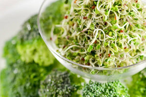 Brokkolisprossen - alles über die Keimlinge mit Sulforaphan