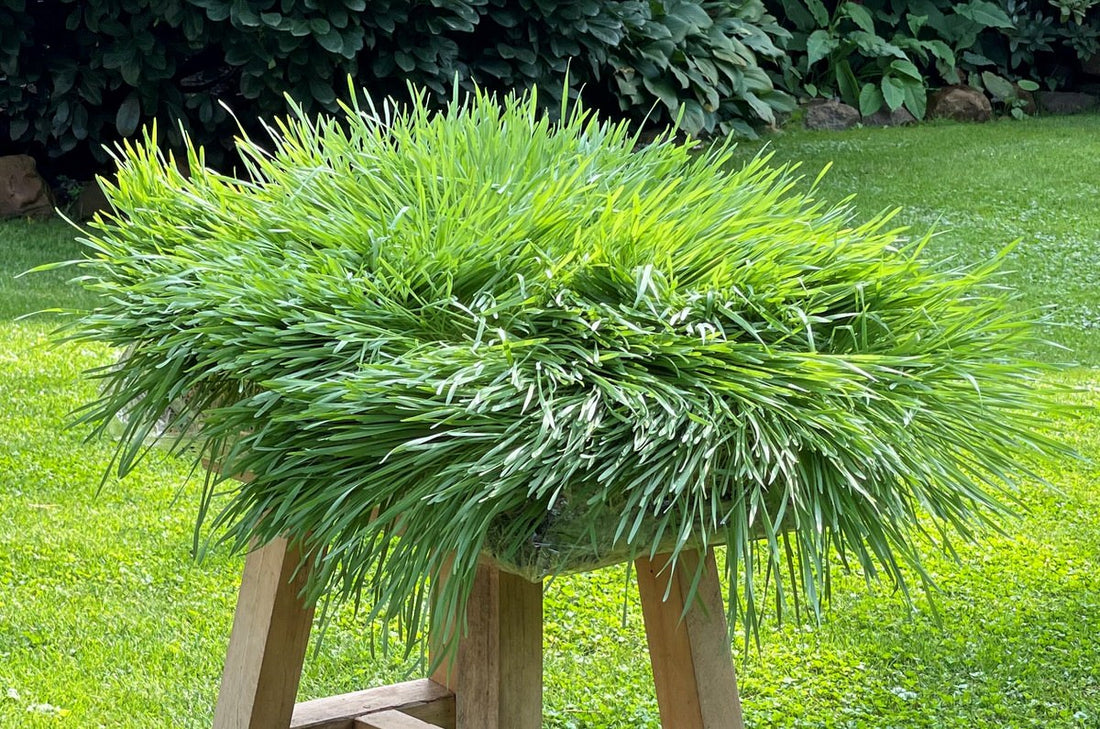 Wie Gerstengras das Haarwachstum unterstützt