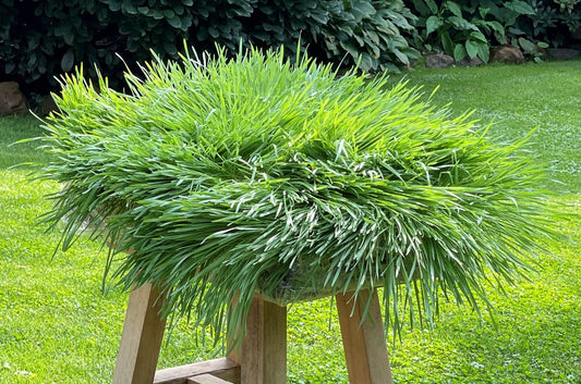 Wie Gerstengras das Haarwachstum unterstützt