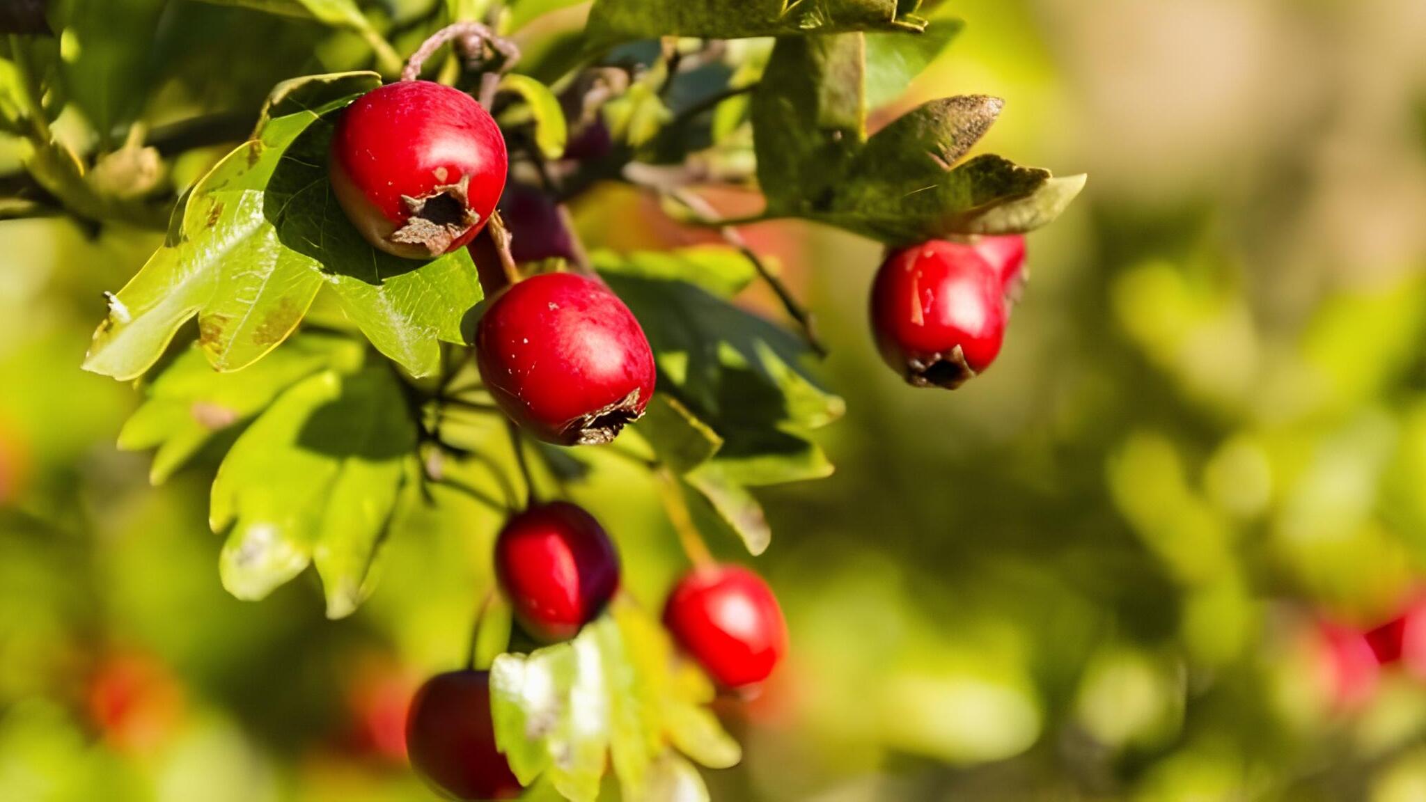 Weißdorn: Alle Infos über den essbaren Baum im Überblick