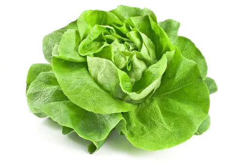 Frischer Kopfsalat