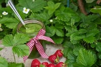 Glas grüner Smoothie mit rot-weißer Schleife in Walderdbeerpflanzen, reife Beeren davor