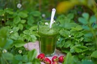Glas grüner Smoothie mit Walderdbeerpflanzen, reife Erdbeeren davor