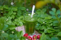 Glas grüner Smoothie mit Walderdbeerpflanzen, reife Erdbeeren davor