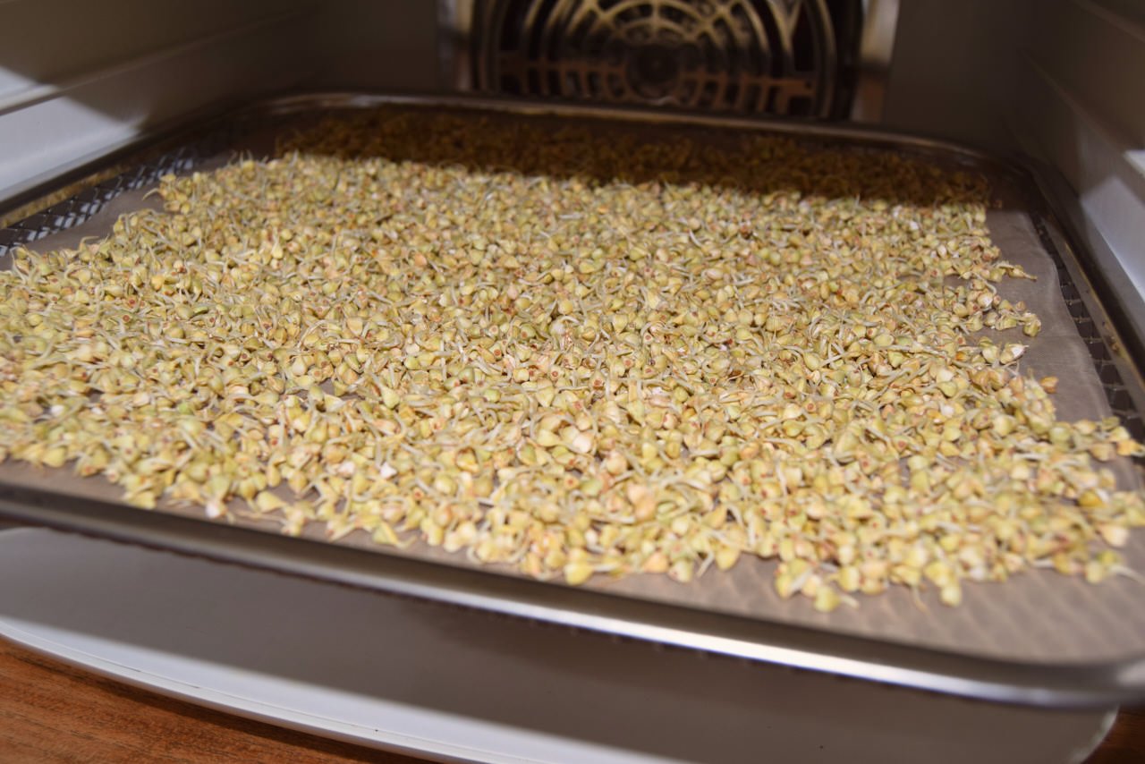 Buchweizenkeime auf Dörreinschub mit Dörrfolie