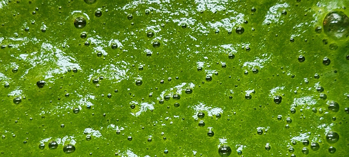 Grüner Power-Smoothie - Grüne Küche